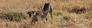 Cheetah-mara