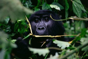 bwindi_gorilla