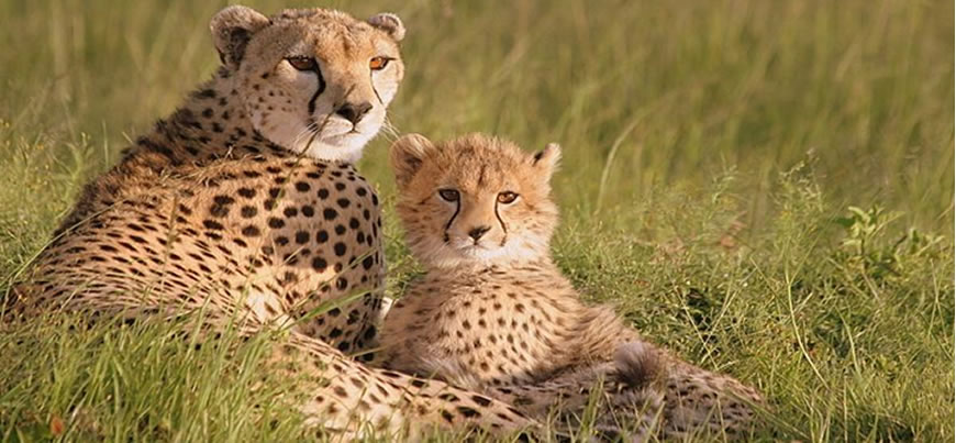 Classic Kenya Horizon Wildlife Safari & Beach Holiday: - Classic ...