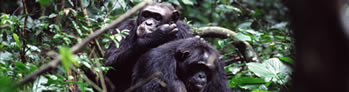 chimps-kibale-1