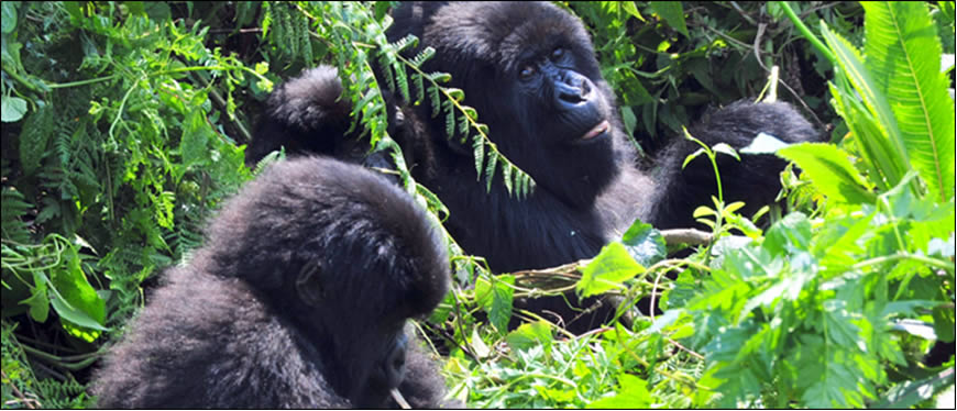 bwindi-gorilla-trackking