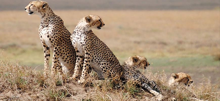 cheetah-family