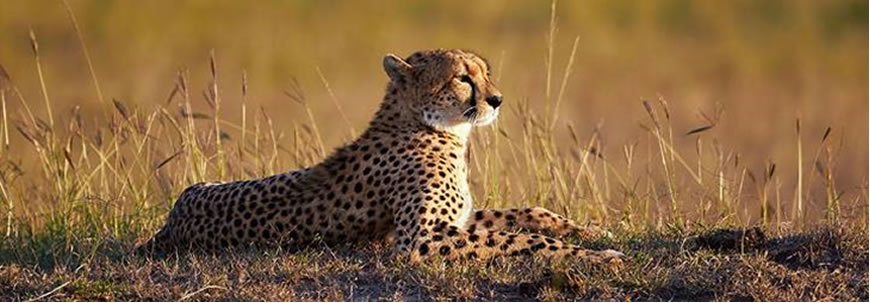 cheetah-mara