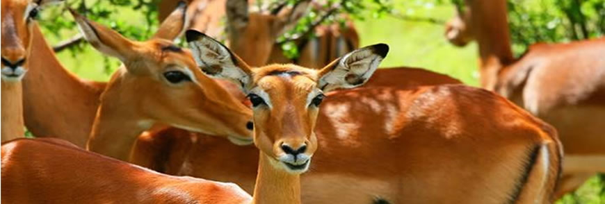 samburu-wildlife