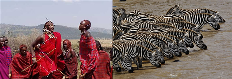 Zebra-Plains-Camp-Mara