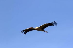 European-Stork-07     