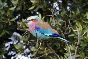 Lilac-breasted-Roller-01     