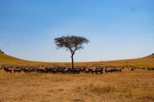 Maasai-Mara-migration