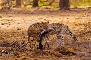 Samburu-cheetah