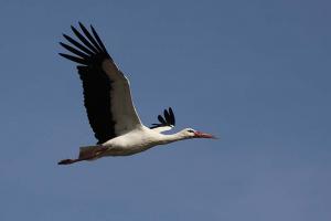 White-Stork-04