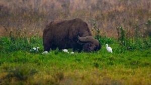 buffallo-nairobi-park