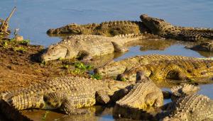 crocodiles-mara-river