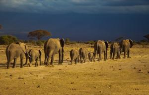 elephants-amboseli