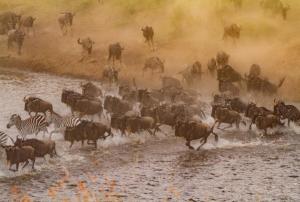 great-migration masai mara
