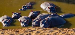 hippos-mara-river