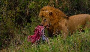 lion-masai-mara