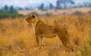 liones-nairobi-park