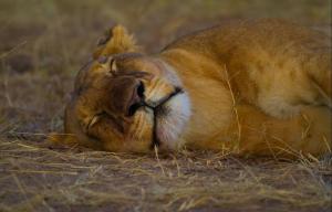 lioness-sleeping-masai-mara