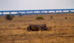 rhino-nairobi-national-park
