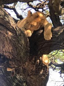 tree-climbing-lions   