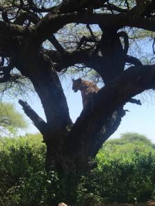 tree-climbing_lions 
