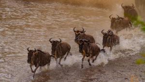 wildbeests-crossing-mara-river