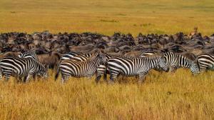 zebras-gnus-migrating-masai-mara