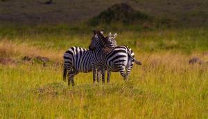 zebras-masai-mara